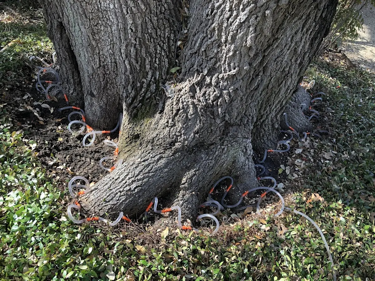 Detailed Tree Cabling and Bracing job site in Fred