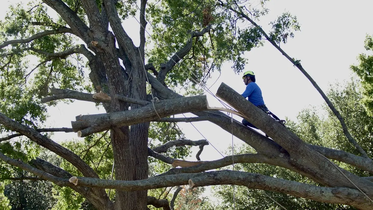 Professional Hazardous Tree Removal performed by certified arborists in Fred